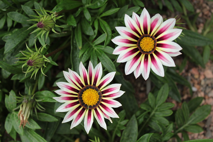 Gazania flowers with white, red, and yellow petals in garden