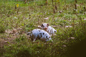 Two spotted piglets resting in a grassy field