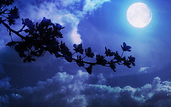 Silhouetted Flowering Branch Against Full Moon And Starry Night Sky