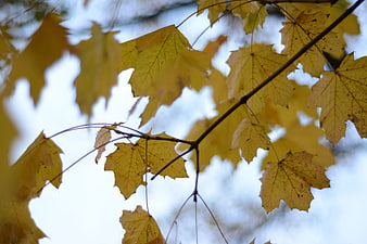Yellow maple leaves on branch against blue sky in autumn
