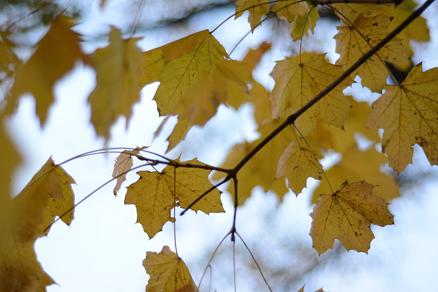 Yellow maple leaves on branch against blue sky in autumn