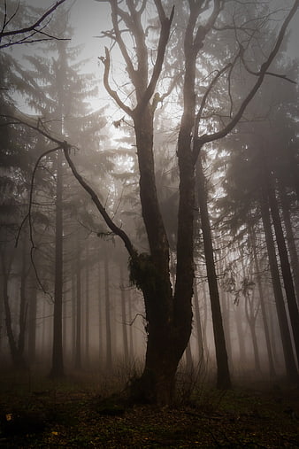 Mystical foggy forest with bare trees and atmospheric mist