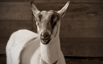 Close-up portrait of a goat with a wooden background