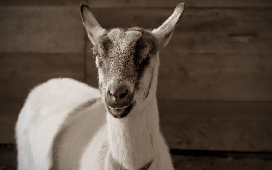 Close-up portrait of a goat with a wooden background