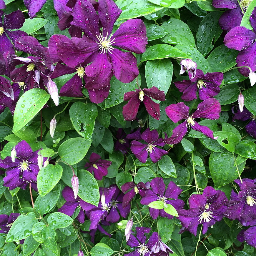 Vibrant Purple Clematis Flowers with Raindrops on Green Leaves