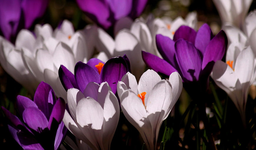 Close-up of purple and white spring crocus flowers in sunlight