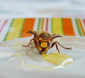 Close-up of a wasp drinking honey on a plate