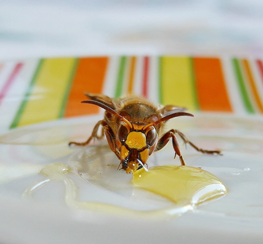 Close-up of a wasp drinking honey on a plate
