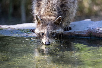 Close-up of a raccoon drinking water from a pond