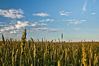 Golden wheat field under blue sky with clouds