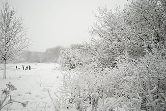 Snow-covered trees and bushes in a winter landscape