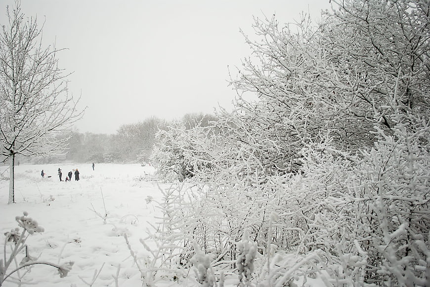 Snow-covered trees and bushes in a winter landscape