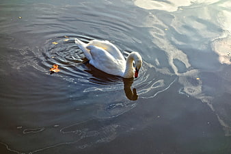 White Swan Swimming in Dark Water with Reflection