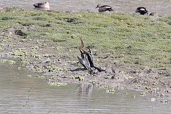 Anhinga Darter Bird Drying Wings on Muddy Bank