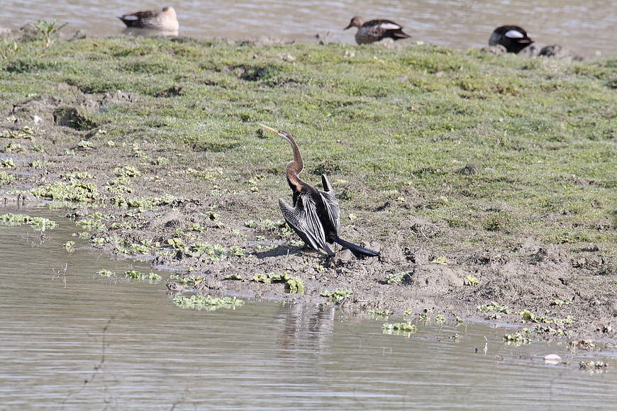 Anhinga Darter Bird Drying Wings on Muddy Bank