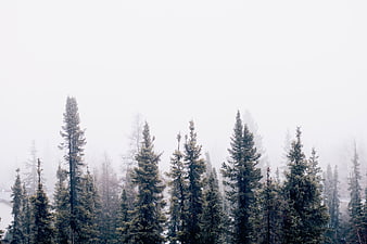 Misty evergreen forest with tall pine trees in fog