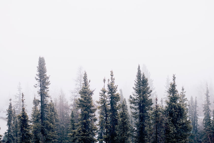 Misty evergreen forest with tall pine trees in fog