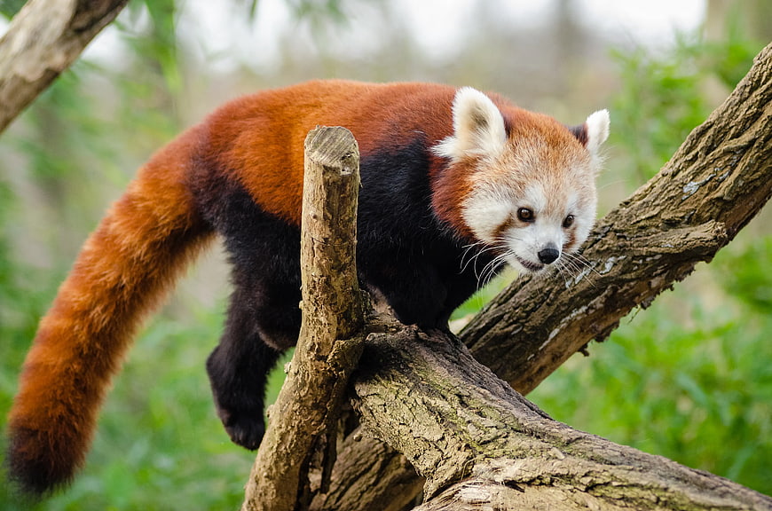 Red Panda Climbing Tree Branch in Forest