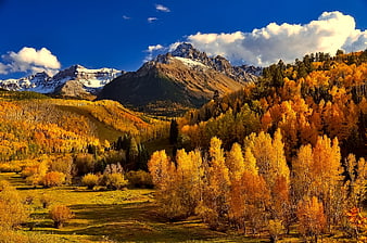 Vibrant Autumn Aspen Forest in Rocky Mountain Valley