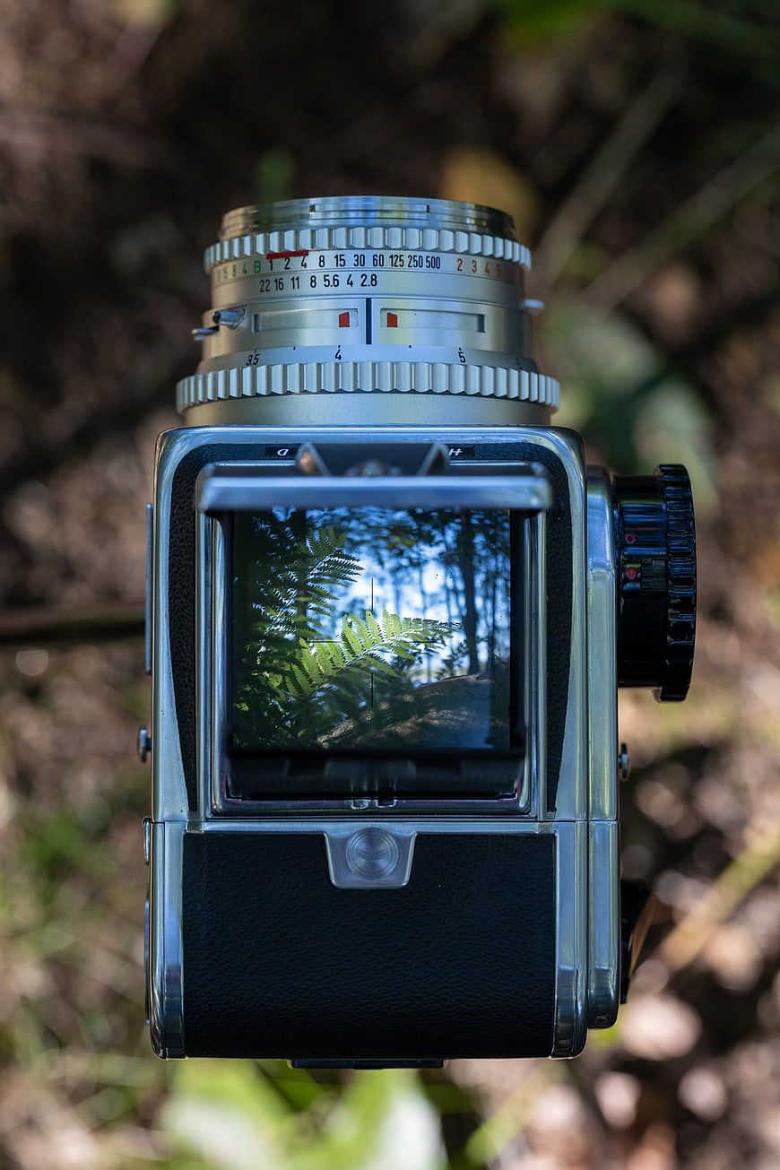 Vintage Hasselblad Camera in Forest with Fern Reflection