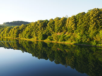 Serene Lake Reflection of Green Forest Trees in Summer