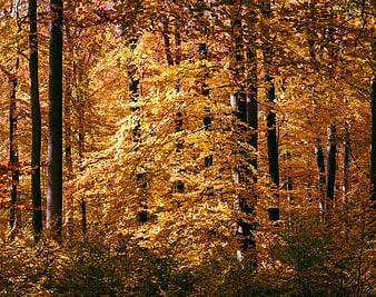 Vibrant Autumn Forest With Golden Foliage And Tall Tree Trunks