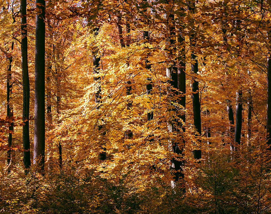Vibrant Autumn Forest With Golden Foliage And Tall Tree Trunks