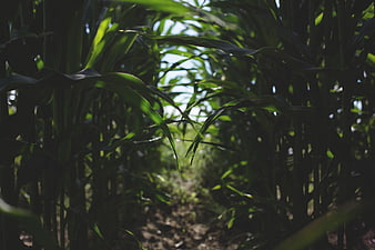 Sunlit path through tall green cornfield stalks