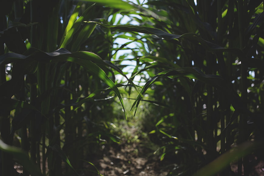Sunlit path through tall green cornfield stalks