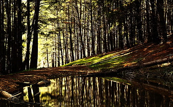 Serene Forest Pond with Tree Reflections in Sunlight