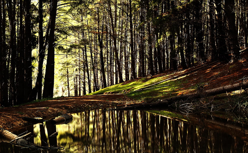 Serene Forest Pond with Tree Reflections in Sunlight