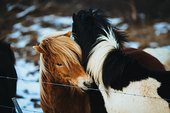 Two Icelandic Horses Nuzzling in Snowy Winter Pasture