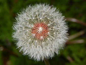 Close-up of a white dandelion seed head on green background