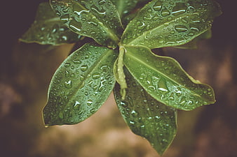 Close-up of green leaves with water droplets after rain