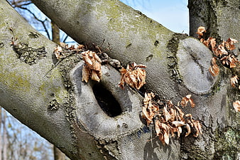 Close-up of gnarled tree trunk with knotholes and dried leaves