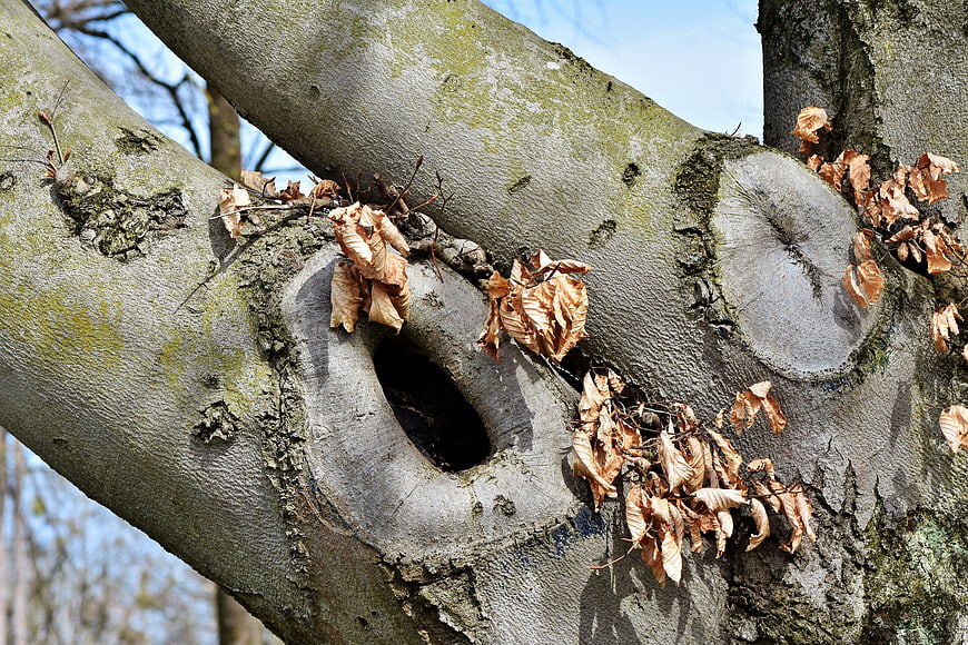 Close-up of gnarled tree trunk with knotholes and dried leaves
