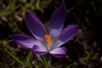 Close-up of a purple crocus flower with yellow stamen