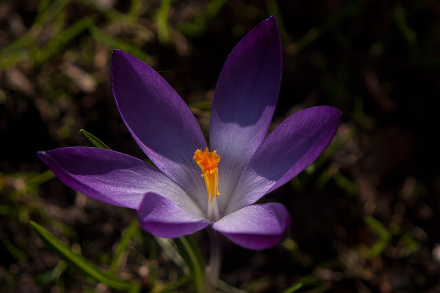 Close-up of a purple crocus flower with yellow stamen