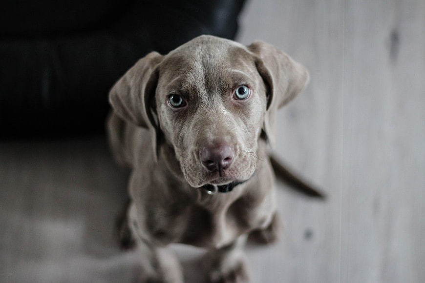 Cute Weimaraner Puppy Looking Up at Camera