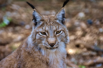 Close-up portrait of a lynx in the forest