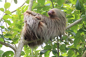 Three-toed Sloth Hanging From Branch In Tropical Rainforest
