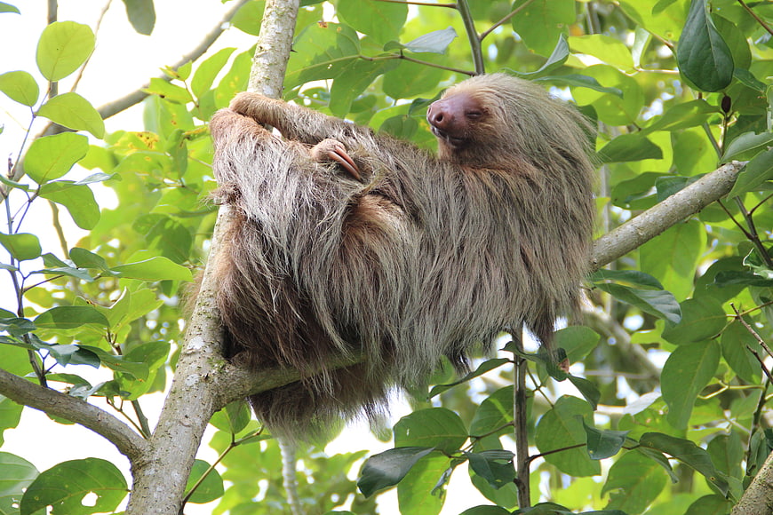 Three-toed Sloth Hanging From Branch In Tropical Rainforest