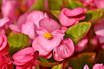 Close-up of pink begonia flowers with yellow centers and green leaves