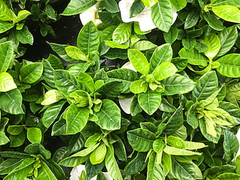 Close-up of lush green gardenia leaves and white flowers