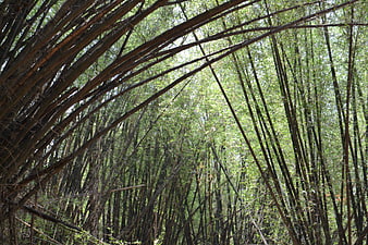 Dense bamboo forest canopy with sunlight filtering through