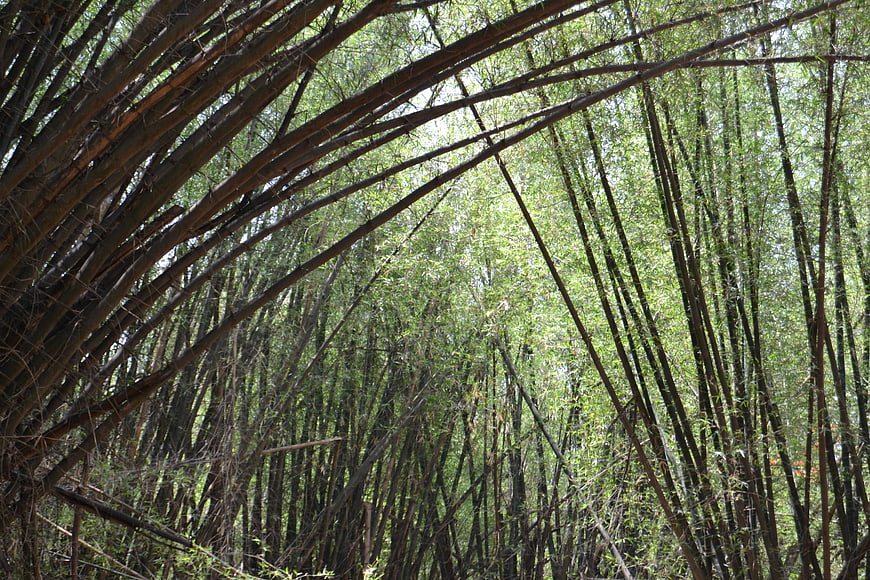 Dense bamboo forest canopy with sunlight filtering through
