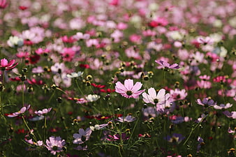 Vibrant Pink Cosmos Flower Field In Summer Bloom