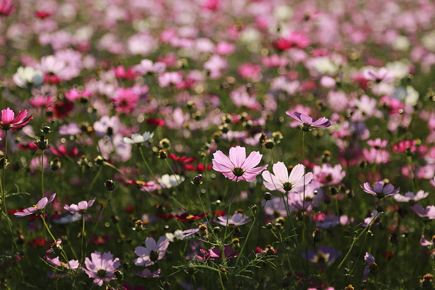 Vibrant Pink Cosmos Flower Field In Summer Bloom