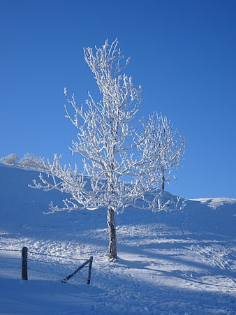 Frost-covered tree on snowy hill against blue sky