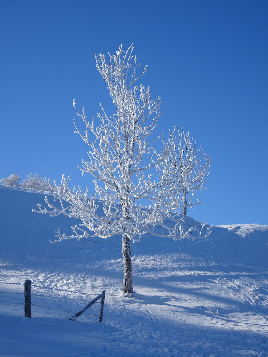 Frost-covered tree on snowy hill against blue sky